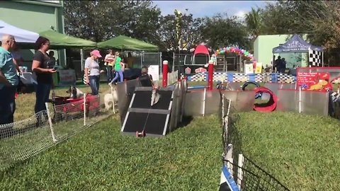 Dog Run held in Stuart