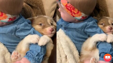Super cute baby dog hold hand tightly