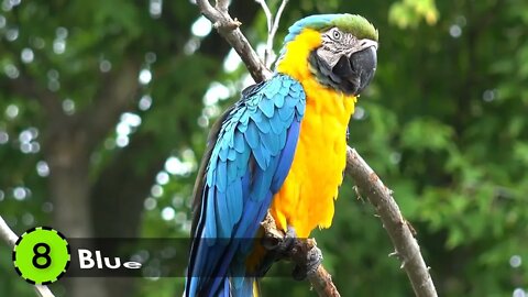 Most Beautiful Macaws on Planet Earth 3