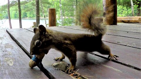 Squirrel comically mystified by elastic band around his peanut prank