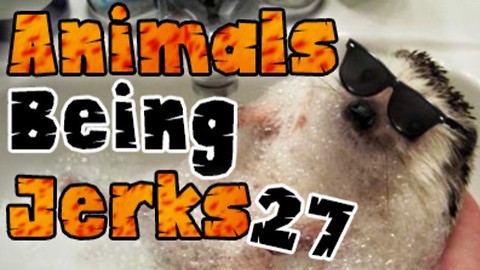Animals Being Jerks #27