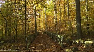 5 Minutes to Relax with Nature Birds Sounds - Autumn Leaves