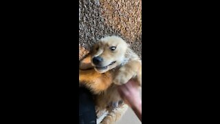 Golden retriever puppy gets belly rubs - wait for the end!