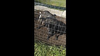 Minnie Wants the Cat 🐈 #ChamberlinFamilyFarms #furbabies #dog #cat