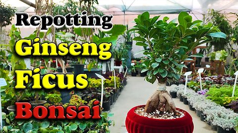 Unbelievable transformation | Repotting a ginseng focus bonsai