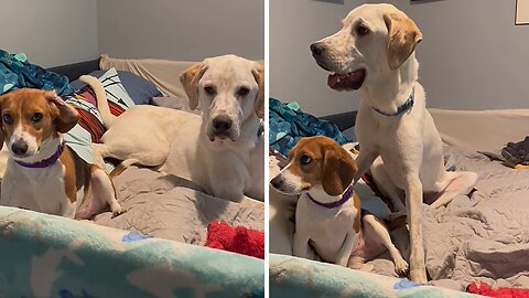 Mischievous Pups Engage In Playful Brawls When Owner Exits The Room