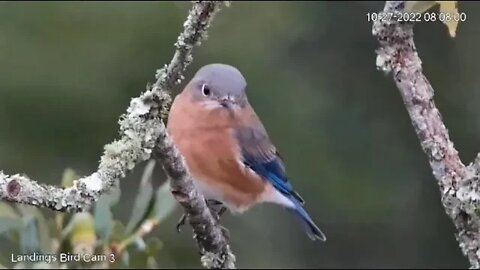 Eastern Bluebird Poses For Camera 🐦10/27/22 08:07