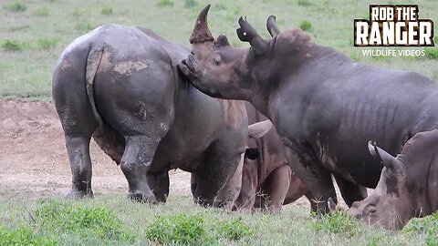 Playful White Rhino Bulls| Lake Nakuru | Zebra Plains On Tour