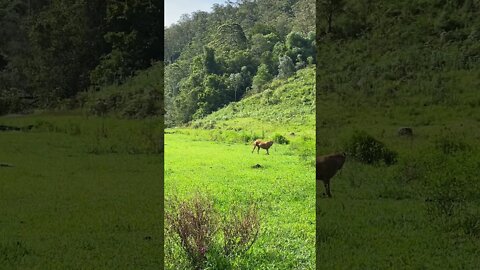 Bull Arab rescue dog Learning to Play Fetch Part II