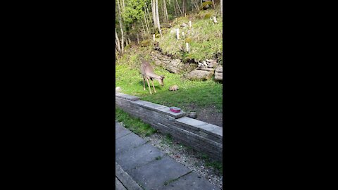 Rabbit guards the food from deer