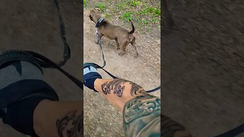 Will I fall?? 😧 Biking Downhill With 3 Dogs 🐕 #shorts #pets #biking #outdoors #nature