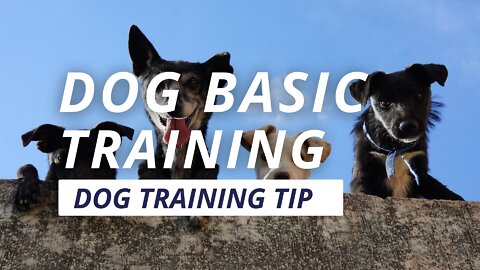 Any Dog! basic trainning