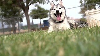 Rescued from the rescue, Huskies found in horrible conditions