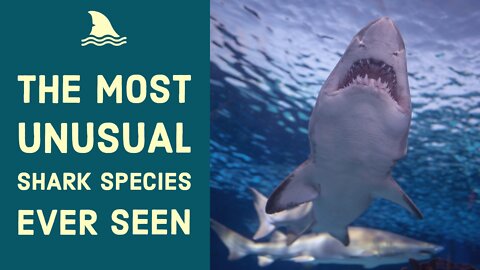 The Most Unusual Shark Species Ever Seen