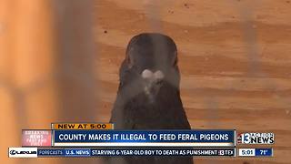 Clark County bans peopel from feeding pigeons