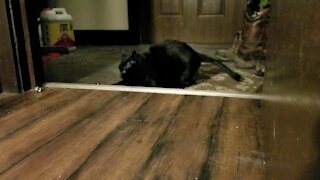 Hyper Cat Goes Totally Crazy Chasing Paper Balls