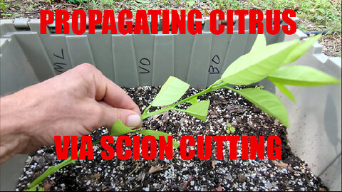 Propagating Meyer Lemon, Blood Orange, And Valencia Orange