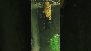 Nemo Taking an Impressive Poop