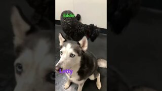 [Shorts 0097] LETTY & EDDIE [#dogs #doggos #doggies #puppies #dogdaycare]