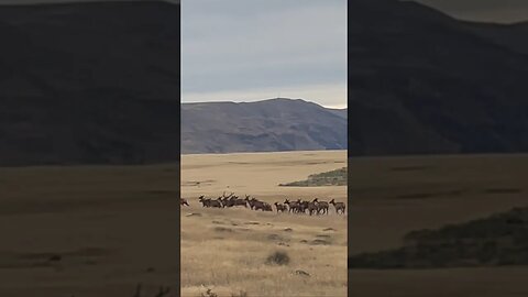 Large Herd of Elk Out By The Stone House At… #elk #dinner #hunting