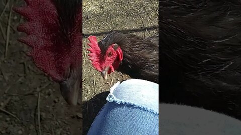 Rotten ass Rooster
