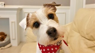 Jack Russell Terrier Closes Door To Hide Its Guilt