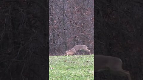 He lets out a HUGE snort at the end #deer #deerhunting #hunting #shorts