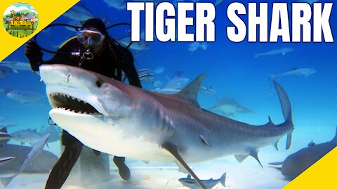 5 Amazing Facts About Tiger Sharks | Shark Facts