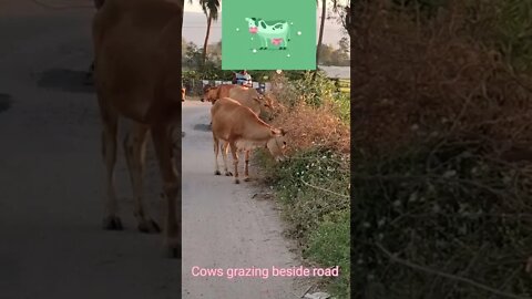 Cows blocking,grazing beside road, #Shorts, ##cowsmakemehappy , ##cows grazing,##cow,##cute ##animal