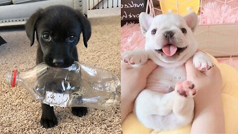 😍 Cute Puppies Doing Funny Things 2020 😍 - 2