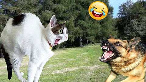 Funniest video || Animals Cute Videos || Cute Dog And Cats||