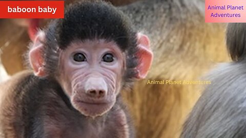 Incredible leopard and baby baboon interaction animal world