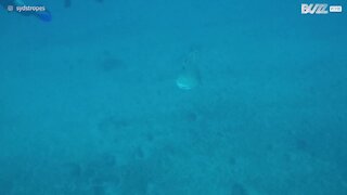 Tubarões-limão aproximam-se de mergulhadores