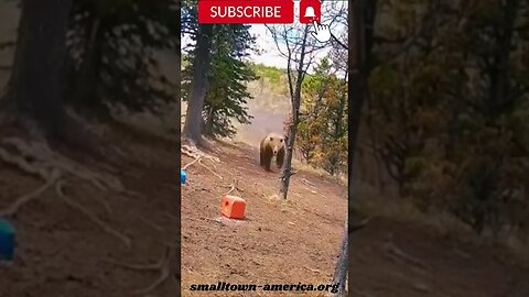Bear Run! Grizzly Chasing Wild Horses #youtubeshorts #tiktokshort
