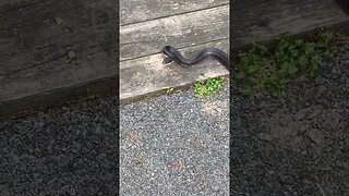 Snake on the Path