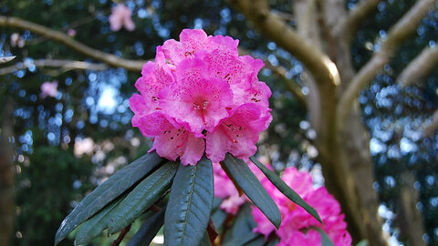 The Rhododendron: Nepal's National Flower