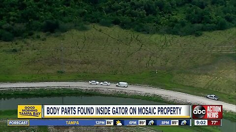 Deputies: Florida man's hand, foot found in alligator's stomach after apparent drowning