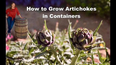 How To Grow Artichoke Plants in Containers Step by Step