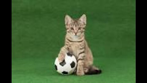 Cat kitten play football ⚽🐱