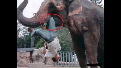 Elephant Attacks : Angry elephant Attacks Man