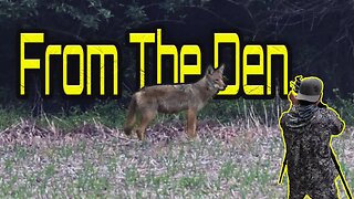 The Den Coyote Hunt