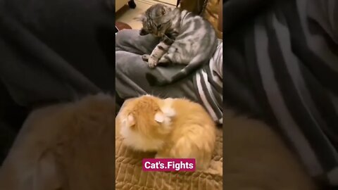 funny cats compilation|american shorthair|cat fight|youtube shorts|#Shorts#Animals2GigoX#ukraine