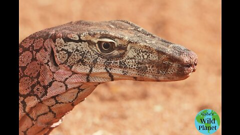 Perentie: The largest lizard from the land down under
