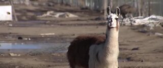 Study: Llama antibodies could fight coronavirus