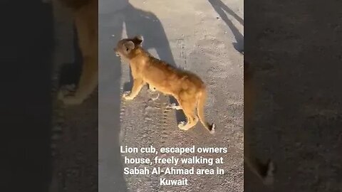 Lion cub, escaped owners house, freely walking at Sabah Al-Ahmad area in #Kuwait