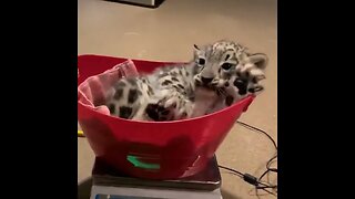 Baby Leopard getting weighed