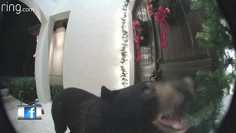 Stunned Florida homeowner finds bear on front porch on doorbell camera