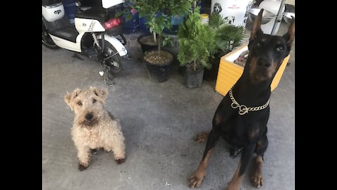 Oscar barks orders at his Doberman bodydog