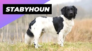 Stabyhoun 🐶 One Of The Rarest Dog Breeds In The World #shorts