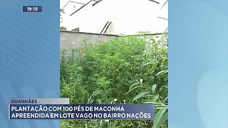 Guanhães: Plantação com 100 Pés de Maconha Apreendida em Lote Vago no Bairro Nações.